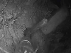 showing a brick trapped in flue with nest above
