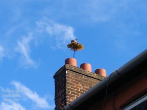 Pigeon atop chimney sweeps brush above chimney pot