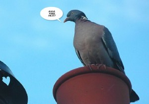 Pigeon on chimney pot