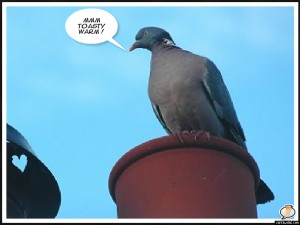 Pigeon on chimney pot "mmmfree heat"