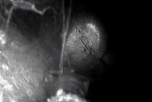 gas flue choked with cobwebs