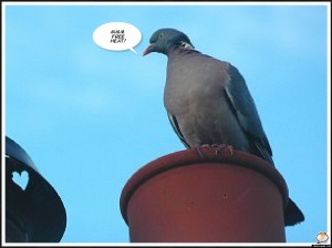 Pigeon on chimney pot "mmm free heat"