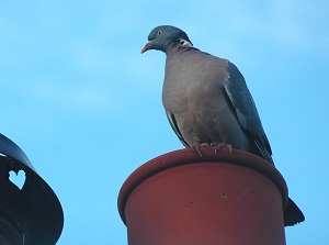 Pigeon basking in warmth from chimney pot